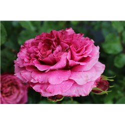 Rožė - Rosa AGNES SCHILLIGER ® (Masasch) Guillot® C4 vazone gyva foto 2021-06-27