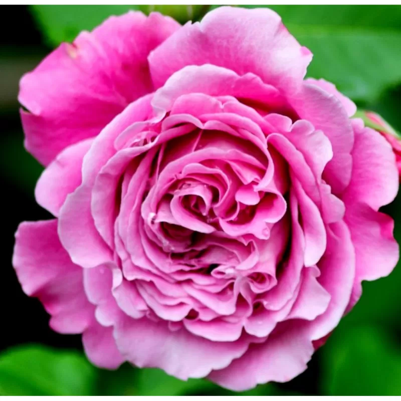 Rožė - Rosa AGNES SCHILLIGER ® (Masasch) Guillot® C4 vazone gyva foto 2021-06-27