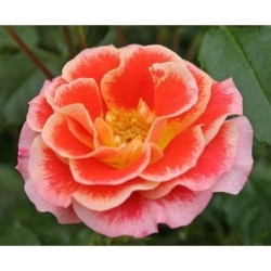 Rožė - Rosa AIRBRUSH
