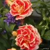 Rožė - Rosa Airbrush Kordes® Fantasia vazone