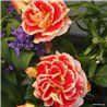 Rožė - Rosa Airbrush