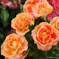 Rožė - Rosa Airbrush