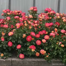 Rožė - Rosa Airbrush Kordes® Fantasia vazone