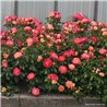 Rožė - Rosa Airbrush Kordes® Fantasia vazone