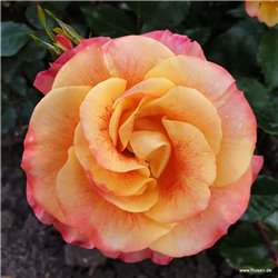 Rožė - Rosa Airbrush Kordes® Fantasia vazone