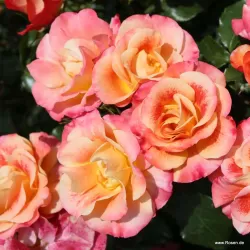 Rožė - Rosa Airbrush Kordes® Fantasia vazone
