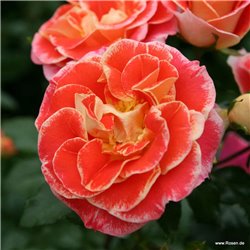 Rožė - Rosa Airbrush