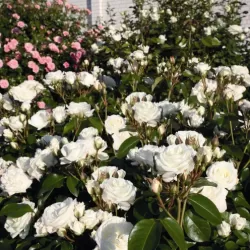 Rožė - Rosa ALABASTER ® Tantau®