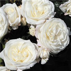 Rožė - Rosa ALABASTER ® Tantau® P23C5 r