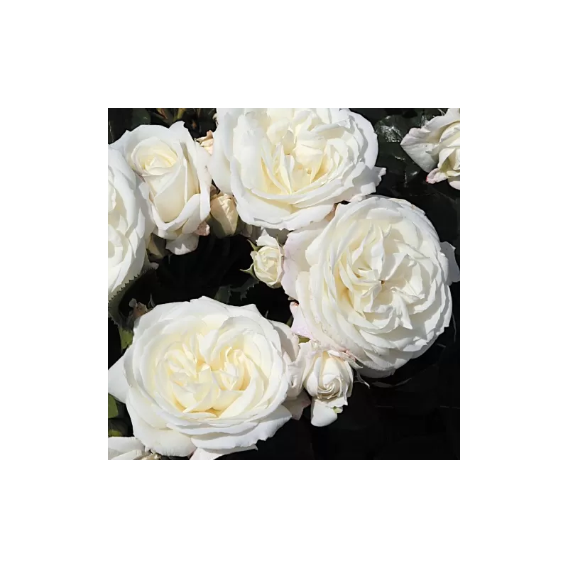 Rožė - Rosa ALABASTER ® Tantau®