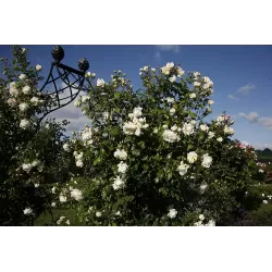 Rožė - Rosa Alaska Kordes® Kordes Climbing Max P18C4