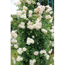 Rožė - Rosa Alaska Kordes® Kordes Climbing Max P18C4