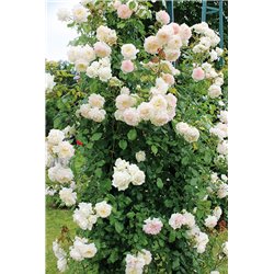 Rožė - Rosa Alaska
