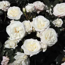 Rožė - Rosa Alaska Kordes® Kordes Climbing Max P18C4