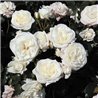 Rožė - Rosa Alaska