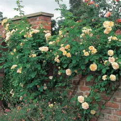 Rožė - Rosa ALCHYMIST ®