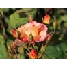 Rožė - Rosa Alfred Sisley® (skiepyta) Delbard® C4 vazone gyva foto 2021-07-10