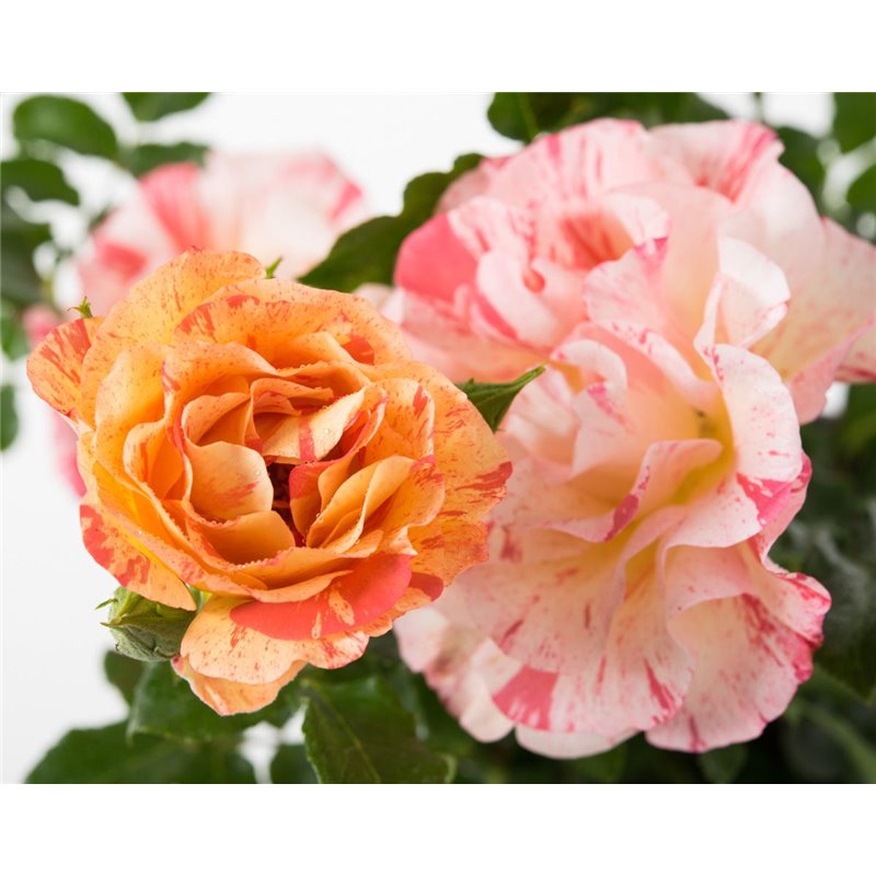 Rožė - Rosa Alfred Sisley® (skiepyta) Delbard®  C4 vazone gyva foto 2021-07-10
