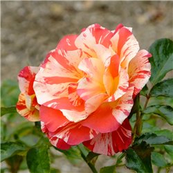 Rožė - Rosa Alfred Sisley® (skiepyta) Delbard®  C4 vazone gyva foto 2021-07-10