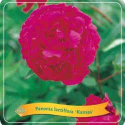 Paeonia lactiflora KANSAS