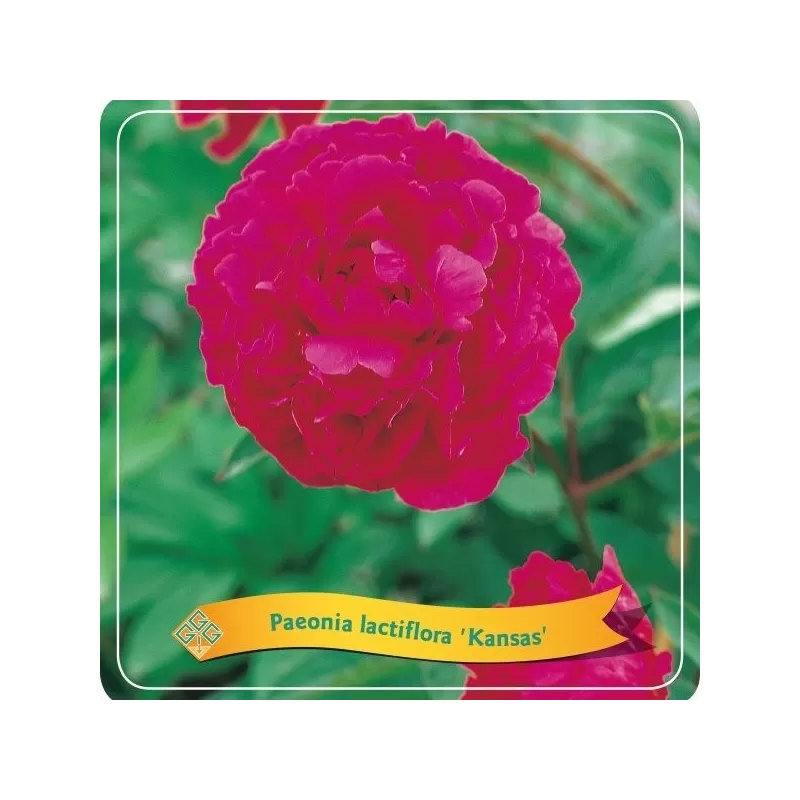 Paeonia lactiflora KANSAS