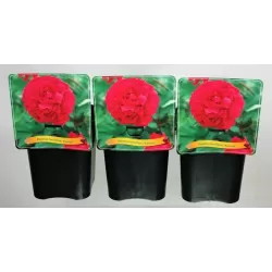 Paeonia lactiflora KANSAS