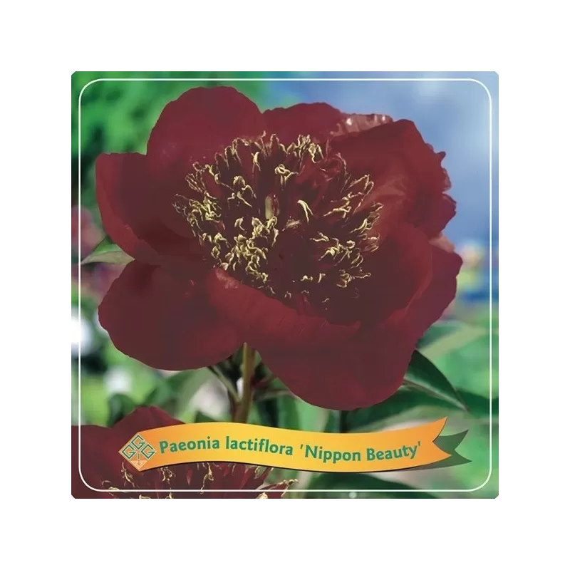 Paeonia NIPPON BEAUTY