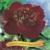 Paeonia NIPPON BEAUTY