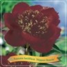 copy of Bijūnas (žolinis) - Paeonia lactiflora Nippon Beauty P11