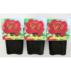 Paeonia NIPPON BEAUTY