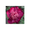Paeonia NIPPON BEAUTY