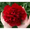 Paeonia lactiflora Red Charm P11