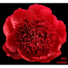 Bijūnas - Paeonia RED CHARM
