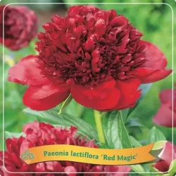 Bijūnas - Paeonia lactiflora RED MAGIC