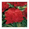 Paeonia lactiflora RED MAGIC