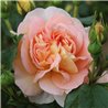 copy of Rožė - Rosa AMELIE NOTHOMB ® (Delamel) Delbard® C4 vazone