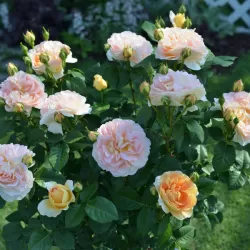 Rožė - Rosa AMELIE NOTHOMB ®