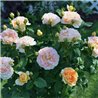 Rožė - Rosa AMELIE NOTHOMB ®
