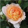 copy of Rožė - Rosa AMELIE NOTHOMB ® (Delamel) Delbard® C4 vazone