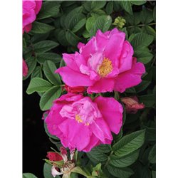 Rožė (erškėčio hibridas) - Rosa (hybrid rugosa) Angelia P19С3
