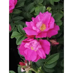 Rožė - Rosa ANGELIA