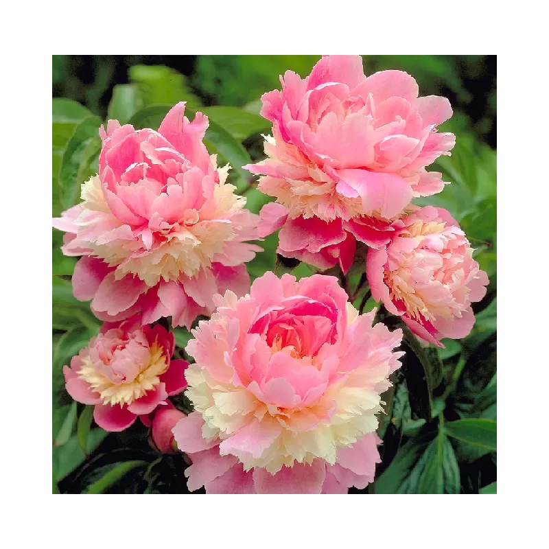 Bijūnas - Paeonia lactiflora SORBET