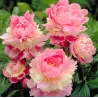 Bijūnas - Paeonia lactiflora SORBET