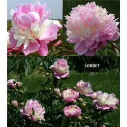 Bijūnas - Paeonia lactiflora SORBET