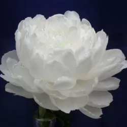 Bijūnas - Paeonia lactiflora WHITE SARAH BERNHARDT (Longlife white)