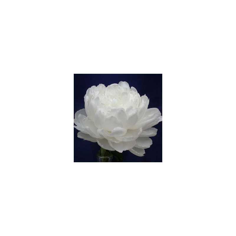 Bijūnas - Paeonia WHITE SARAH BERNHARDT (Longlife white)