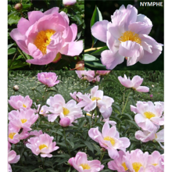 Bijūnas - Paeonia NYMPHE