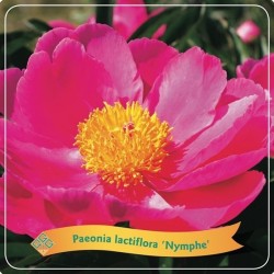 copy of Bijūnas (žolinis) - Paeonia (lactiflora) NYMPHE C5 1-2