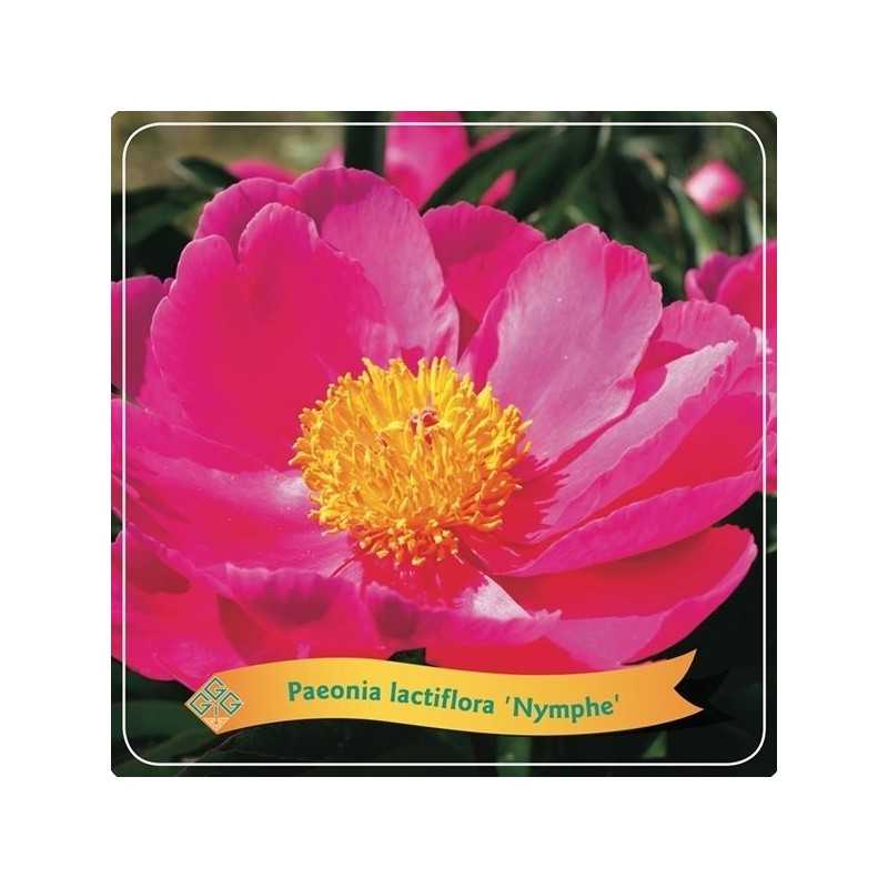 Bijūnas - Paeonia NYMPHE