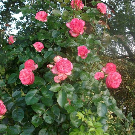 Rožė - Rosa ANTIKE 89 ® (Kordalen) Kordes® vazone GYVA FOTO 2022-08-05